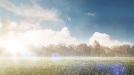 Beautiful background. Morning in the field. A summer landscape in sunny warm weather. Nature