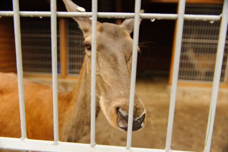 deer into cells looking directly at you closeupの写真素材