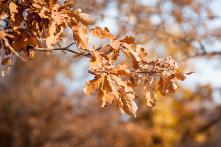 Autumn leaves falling down. Close-up photo with focus on the leaf.の写真素材