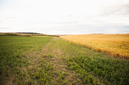 Summer landscape with country road and field of wheat, over which fly cranes.の写真素材