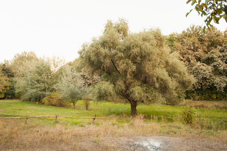 landscape with trees and plants on a sunny day.