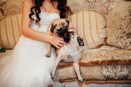 Pug on a couch with an expressive face looking at the camera .の写真素材