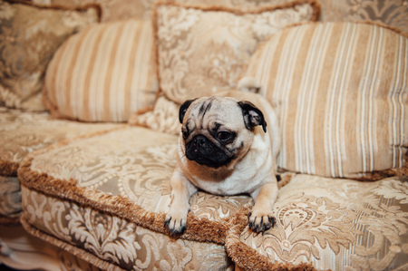 Pug on a couch with an expressive face looking at the camera .の写真素材