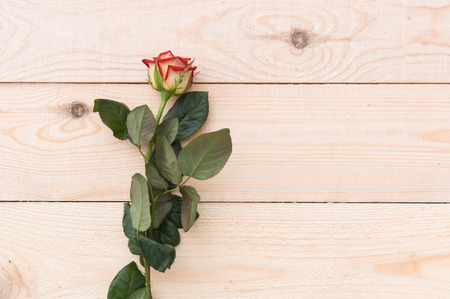 one red rose on the wooden table.の写真素材