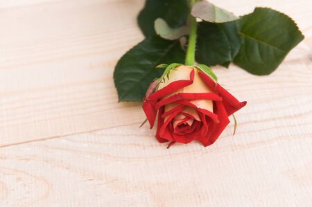 one red rose on the wooden table.の写真素材