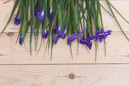 purple flowers with green stems on a wooden background.の写真素材