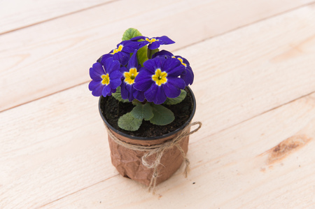 Beautiful violet in a pot on the wooden plate.の写真素材