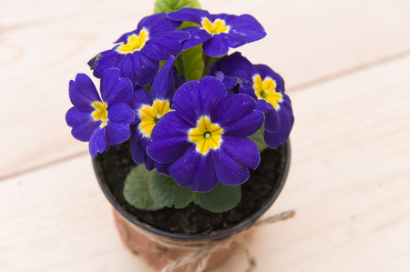 Beautiful violet in a pot on the wooden plate.の写真素材