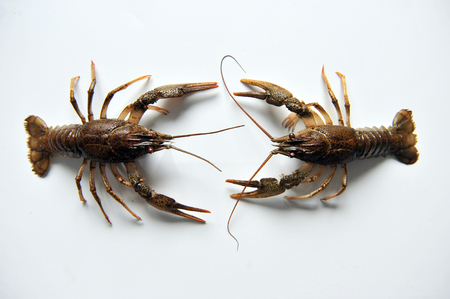 two Crayfish on a white background. Crayfish isolated on whiteの写真素材