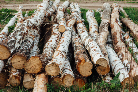 pieces of logs of birch on a green grass.