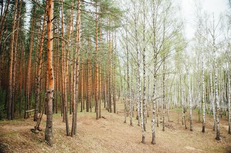 large mixed forest of pine and birch.の写真素材