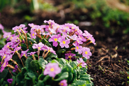 beautiful purple spring flowers in the ground.