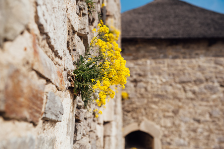small yellow flowers on a medieval wall.の写真素材