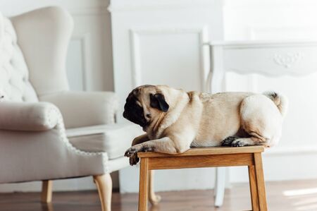 Pug on a wooden floor with an expressive face looking at the camera.の写真素材