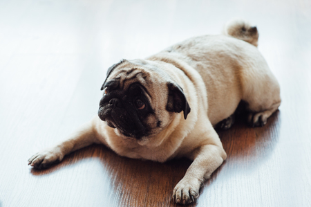 Pug on a wooden floor with an expressive face looking at the camera .の写真素材