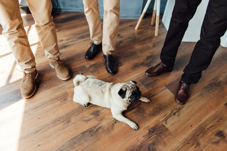 Pug on a wooden floor with an expressive face looking at the camera .の写真素材