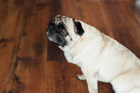Pug on a wooden floor with an expressive face looking at the camera .の写真素材