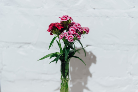 Spring flowers set. on a white brick backgroundの写真素材