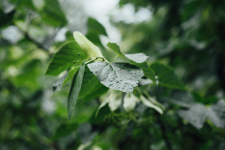 Beautiful green linden leaf texture with drops of water.