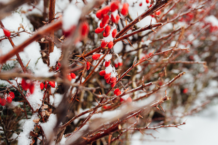 A rose bush in the winter, with red rose hips, covered with frost. Dog rose, Rosa canina, with ripe rose hips coated with frost on a sunny winter day.の写真素材