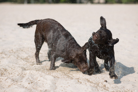 two brown labradoras from the nursery playing on the sand with a wooden stick
の写真素材