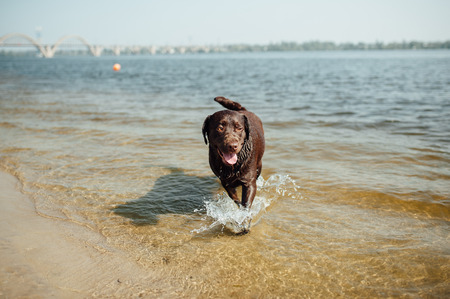 cheerful brown labrador play in water. summer dayの写真素材