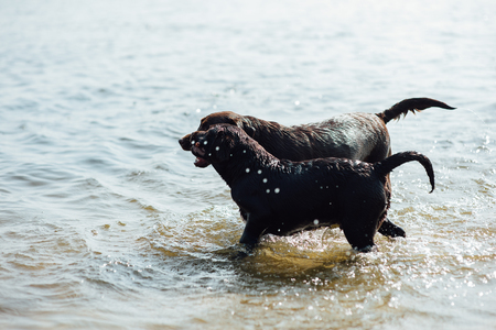 two cheerful brown labradors play in waterの写真素材