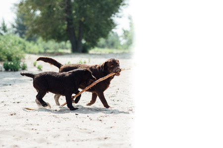 cheerful brown labrador runs through the sand. summer day