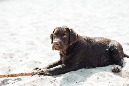 cheerful brown labrador sit through the sand. summer dayの写真素材
