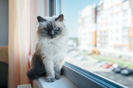 Beautiful grey cat sitting on windowsill and looking to a windowの写真素材