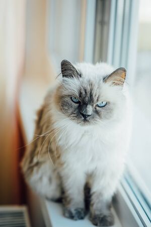 Beautiful grey cat sitting on windowsill and looking to a windowの写真素材