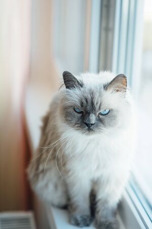 Beautiful grey cat sitting on windowsill and looking to a windowの写真素材