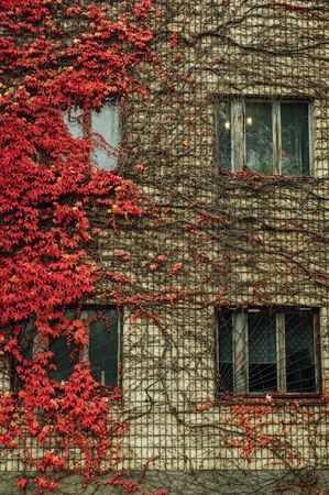 Grapes on the wall of the house. Autumn landscape of grapes with red leaves around the windowsの写真素材
