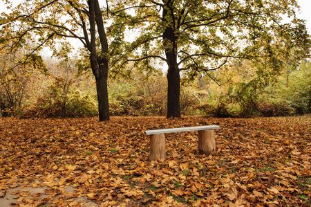 Bench in autumn park. Autumn landscape. Forest in Ukraineの写真素材