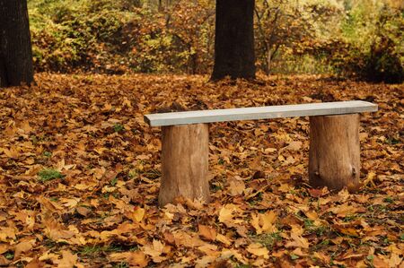 Bench in autumn park. Autumn landscape. Forest in Ukraineの写真素材