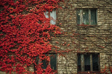 Grapes on the wall of the house. Autumn landscape of grapes with red leaves around the windows.の写真素材