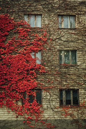 Grapes on the wall of the house. Autumn landscape of grapes with red leaves around the windows.の写真素材