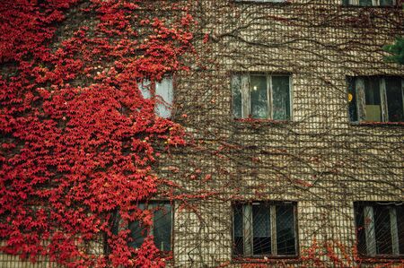 Grapes on the wall of the house. Autumn landscape of grapes with red leaves around the windows.の写真素材