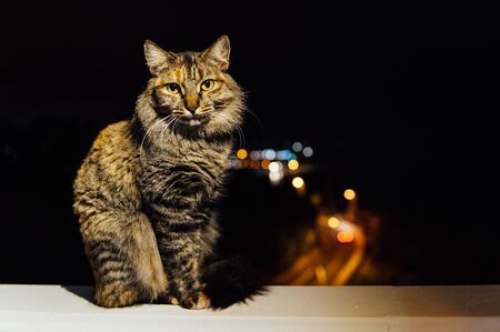 close up face tabby cat in evening light with blur background.の写真素材