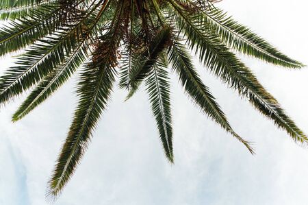 Tropical palm tree leaves sway in a gentle breeze against blue sky.の写真素材