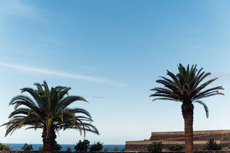 Tropical palm tree leaves sway in a gentle breeze against blue skyの写真素材