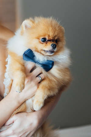 Spitz dog with a blue bow tie sits in the arms of the bride in a wedding dressの写真素材