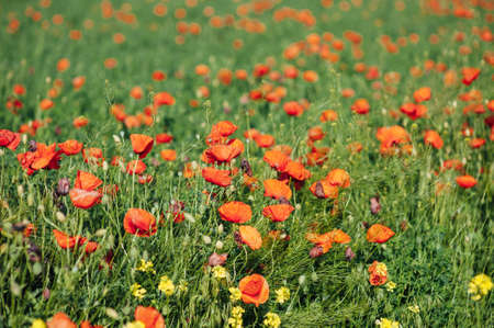 Beautiful poppies on the green bank of a sloping field in the English countryside in high summerの写真素材