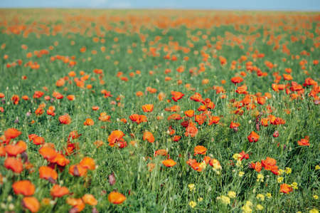 beautiful red poppies in a green field. Many flowersの写真素材