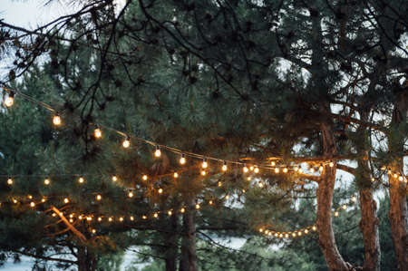 Decorative outdoor string lights hanging on tree in the garden at night timeの写真素材