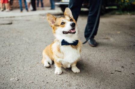 Beautiful corgi dog wearing bow tie at wedding partyの写真素材