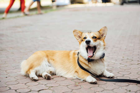 Beautiful corgi dog wearing bow tie at wedding partyの写真素材