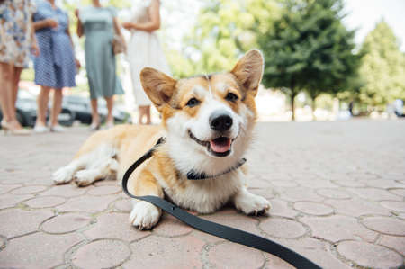 Beautiful corgi dog wearing bow tie at wedding partyの写真素材