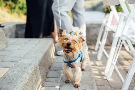 Cute yorkshire terrier sitting on a white chair and looking at the cameraの写真素材
