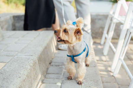 Cute yorkshire terrier sitting on a white chair and looking at the cameraの写真素材